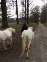 Spaziergang mit den Ponys